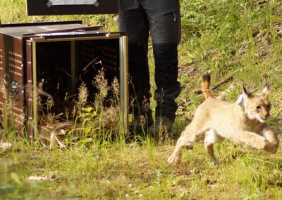 Auswilderung Luchs „Chapo“ 10.06.2024