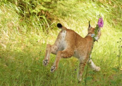 Auswilderung Luchs „Chapo“ 10.06.2024