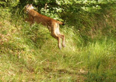 Auswilderung Luchs „Chapo“ 10.06.2024