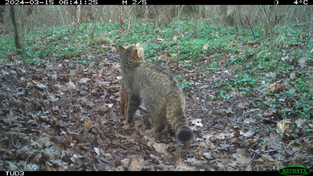 März 2024 - phänotypische Wildkatze am Lockstock im Leipziger Auwald