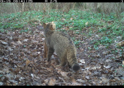 März 2024 - phänotypische Wildkatze am Lockstock im Leipziger Auwald