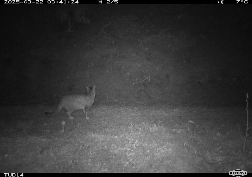 März 2025 - phänotypische Wildkatze_2