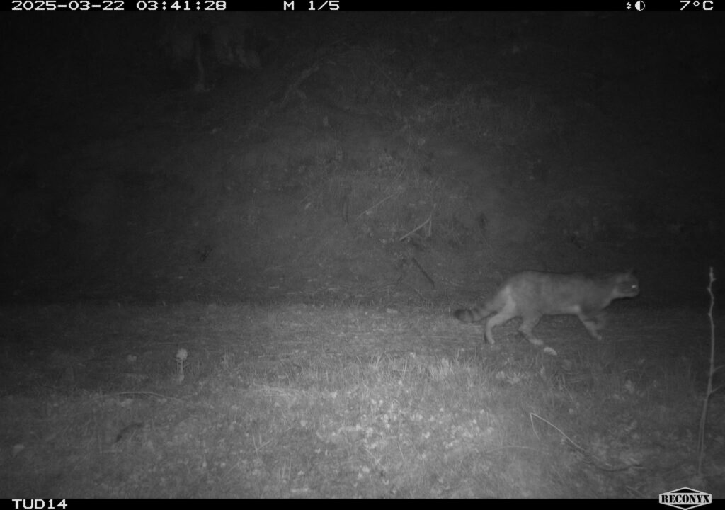 März 2025 - phänotypische Wildkatze_3